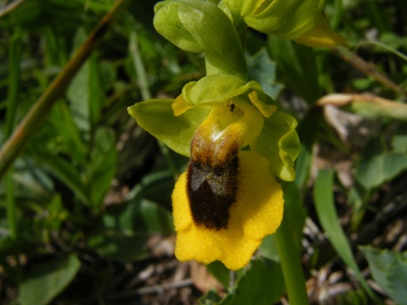 Passeggiate orchidologiche 2013